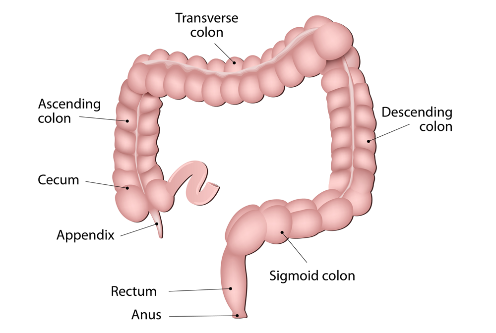 Anatomy of the Colon